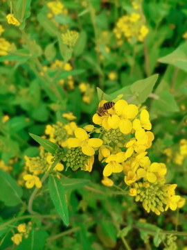 春天小清新油菜花蜜蜂