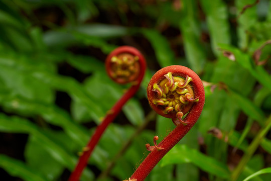 蕨菜乌毛蕨野生植物