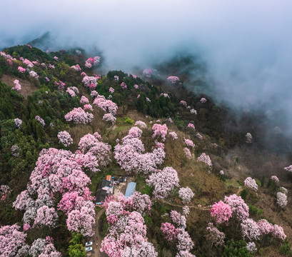 江油吴家后山辛夷花