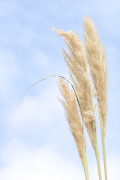 芦苇特写随风飘扬蓝天白云