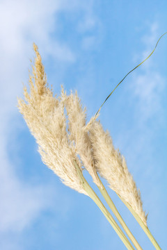 芦苇特写随风飘扬蓝天白云