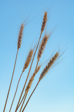 成熟的小麦特写麦子农作物