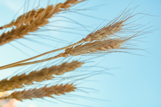 成熟的小麦特写麦子农作物