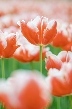 春天植物花卉红色郁金香花海