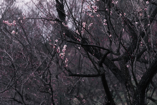 梅花树林红梅南京梅花山