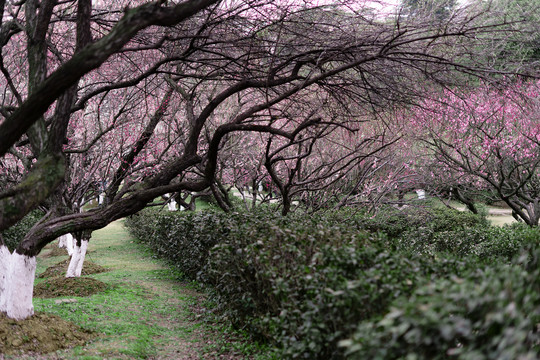 梅花树林红梅南京古林公园