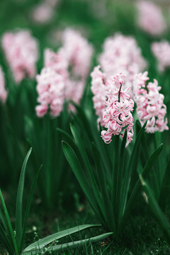 春暖花开粉色野花绽放