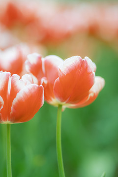 春暖花开红色郁金香特写