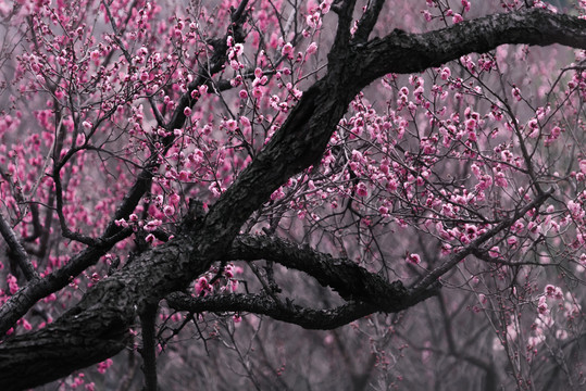 南京梅花山梅花林古风水墨画