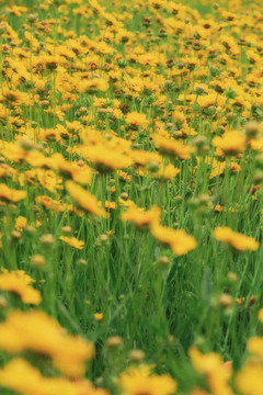 春天黄色花海小黄花菊花