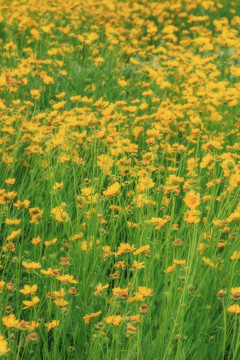 春天黄色花海小黄花菊花