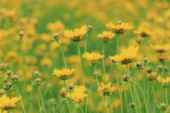 春天黄色花海小黄花菊花