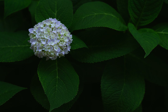 粉紫色绣球花盛开花团锦簇