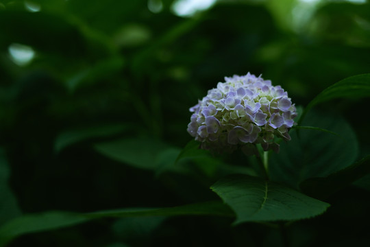 粉紫色绣球花盛开花团锦簇