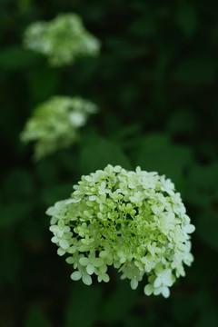 白色绣球花盛开花团锦簇