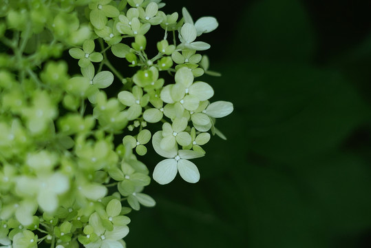 白色绣球花盛开花团锦簇