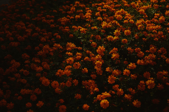 小黄花花海暗调背景春天花卉