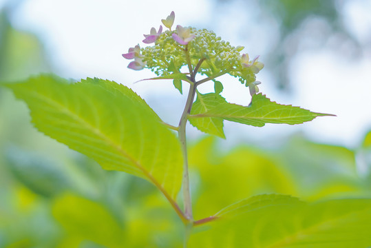 春天绿色植物绣球花背景