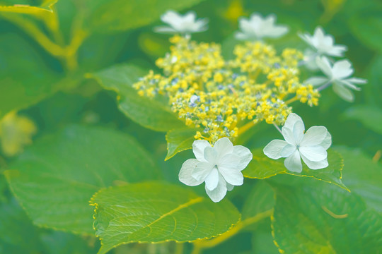 春天绿色植物绣球花背景