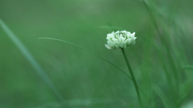 春天绿色背景小白花草地