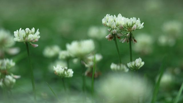 春天绿色背景小白花草地