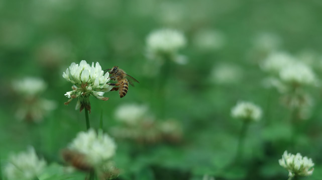 春天绿色背景小白花草地