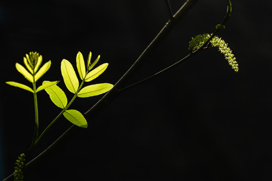 春天绿色植物树叶发芽立春