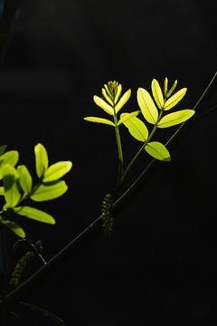 春天绿色植物树叶发芽立春