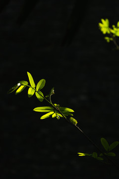 春天绿色植物树叶发芽立春