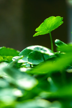 春天绿色植物树叶发芽立春