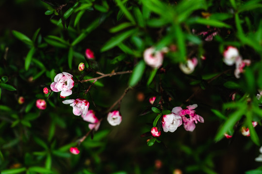 春天野花菊花科绿色背景