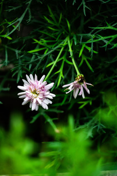 春天野花菊花科绿色背景