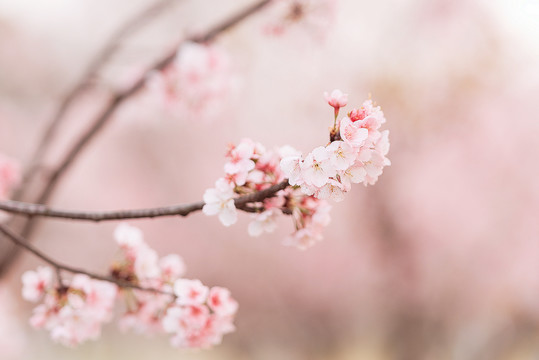 春天户外粉色樱花特写背景图