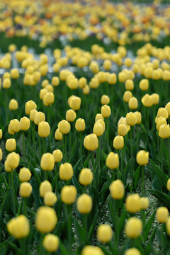 春天花朵黄色郁金香花海背景