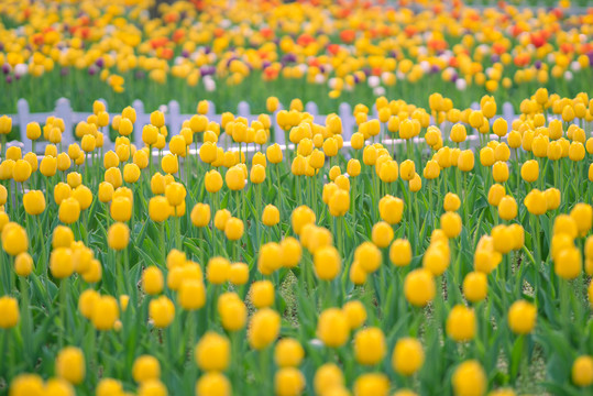 春天花朵黄色郁金香花海背景