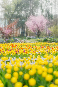 春天花朵黄色郁金香花海背景