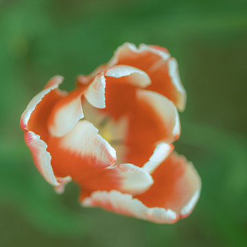 春天花卉红色郁金香花海特写