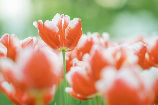 春天花卉红色郁金香花海特写