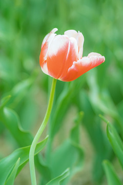 春天花卉红色郁金香花海特写