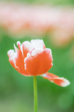 春天花卉红色郁金香花海特写