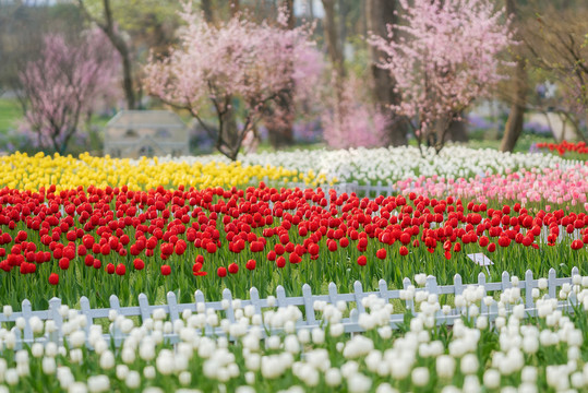 南京中山植物园郁金香花海