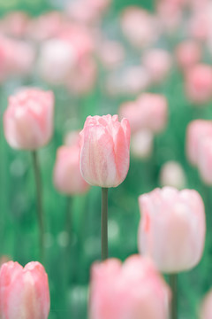 春天花朵粉色郁金香花海特写