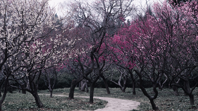 梅花花朵枝条春天梅花山