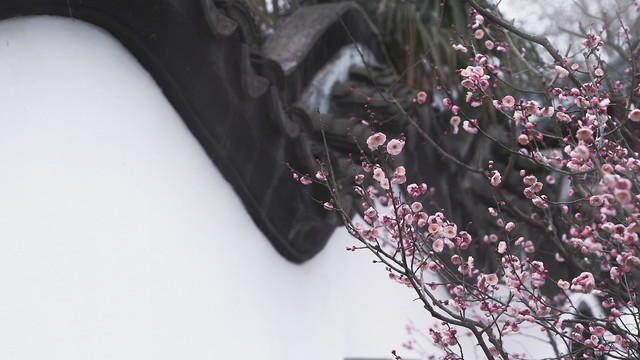 梅花花朵枝条白墙古建筑