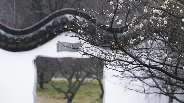 梅花花朵枝条白墙古建筑