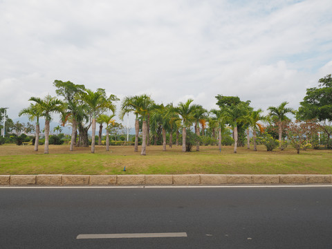 海南三亚海棠湾的道路绿化