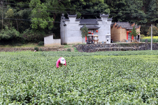 采茶叶茶园茶田