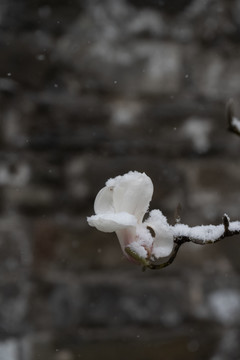 雪中玉兰