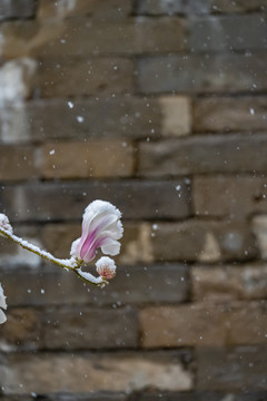 雪中玉兰