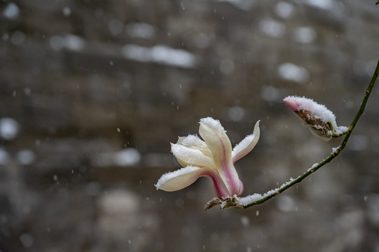 雪中玉兰